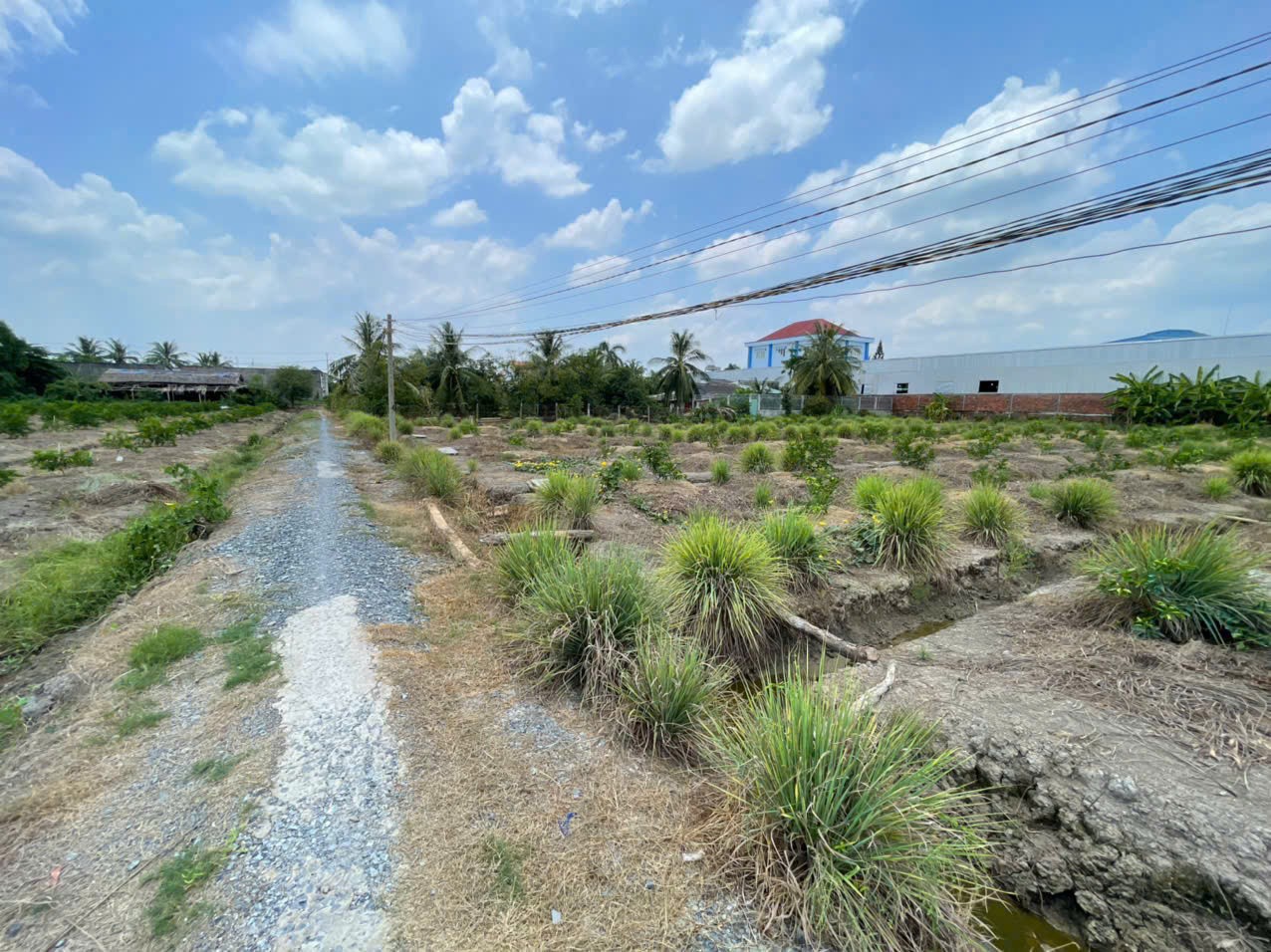 2700m2 đất lúa ấp 10, xã Lương Hòa, huyện Bến Lức giá 6,3 tỷ 3