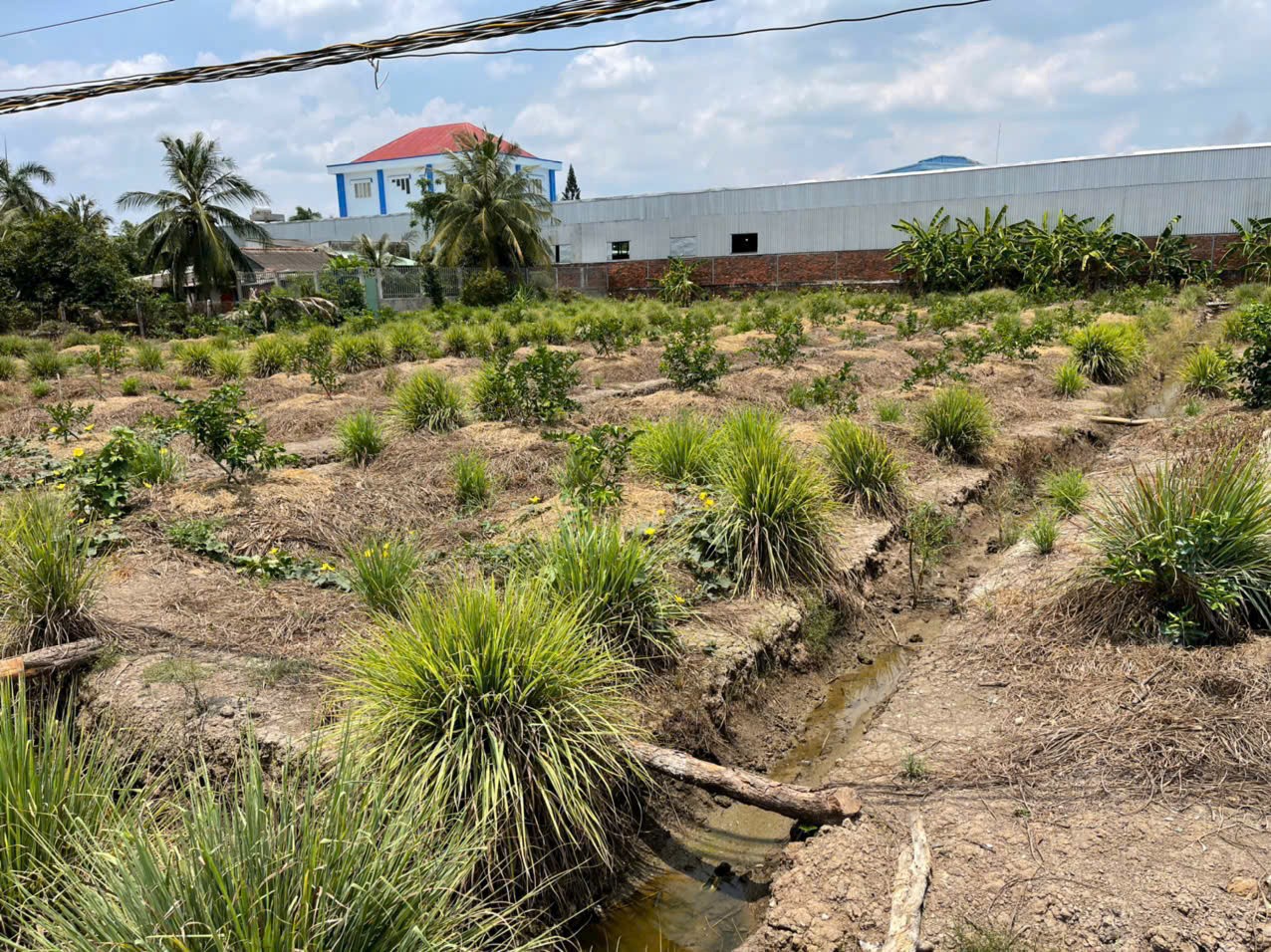 2700m2 đất lúa ấp 10, xã Lương Hòa, huyện Bến Lức giá 6,3 tỷ 5