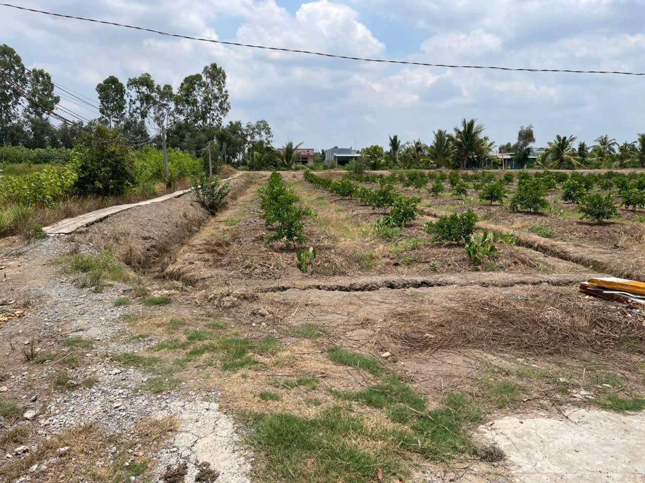 2700m2 đất lúa ấp 10, xã Lương Hòa, huyện Bến Lức giá 6,3 tỷ 6