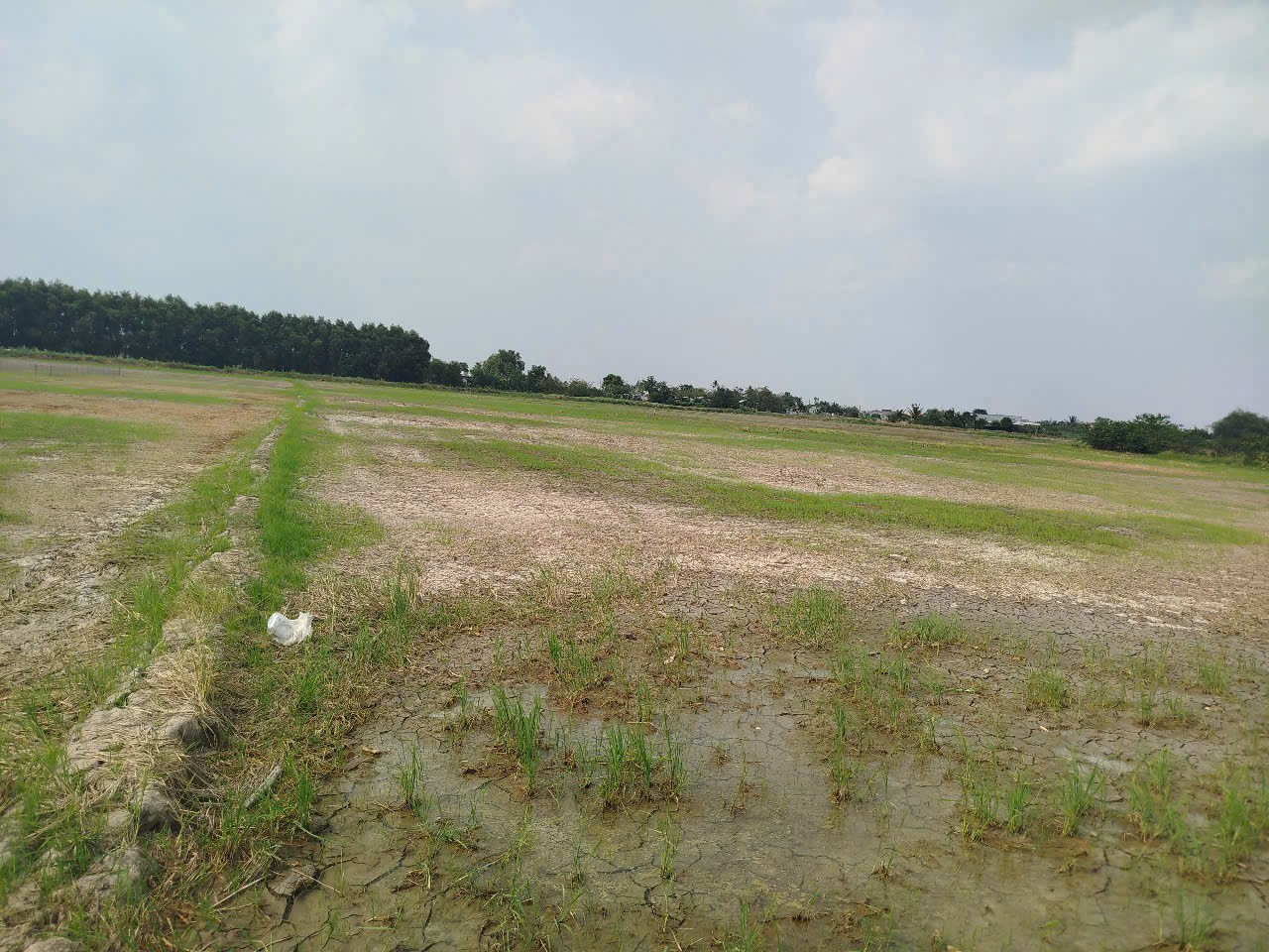 Đất lúa Óc Đảo Long Hựu 1000m2 giá rẻ đầu tư 350tr tiềm năng sinh lời cao 3