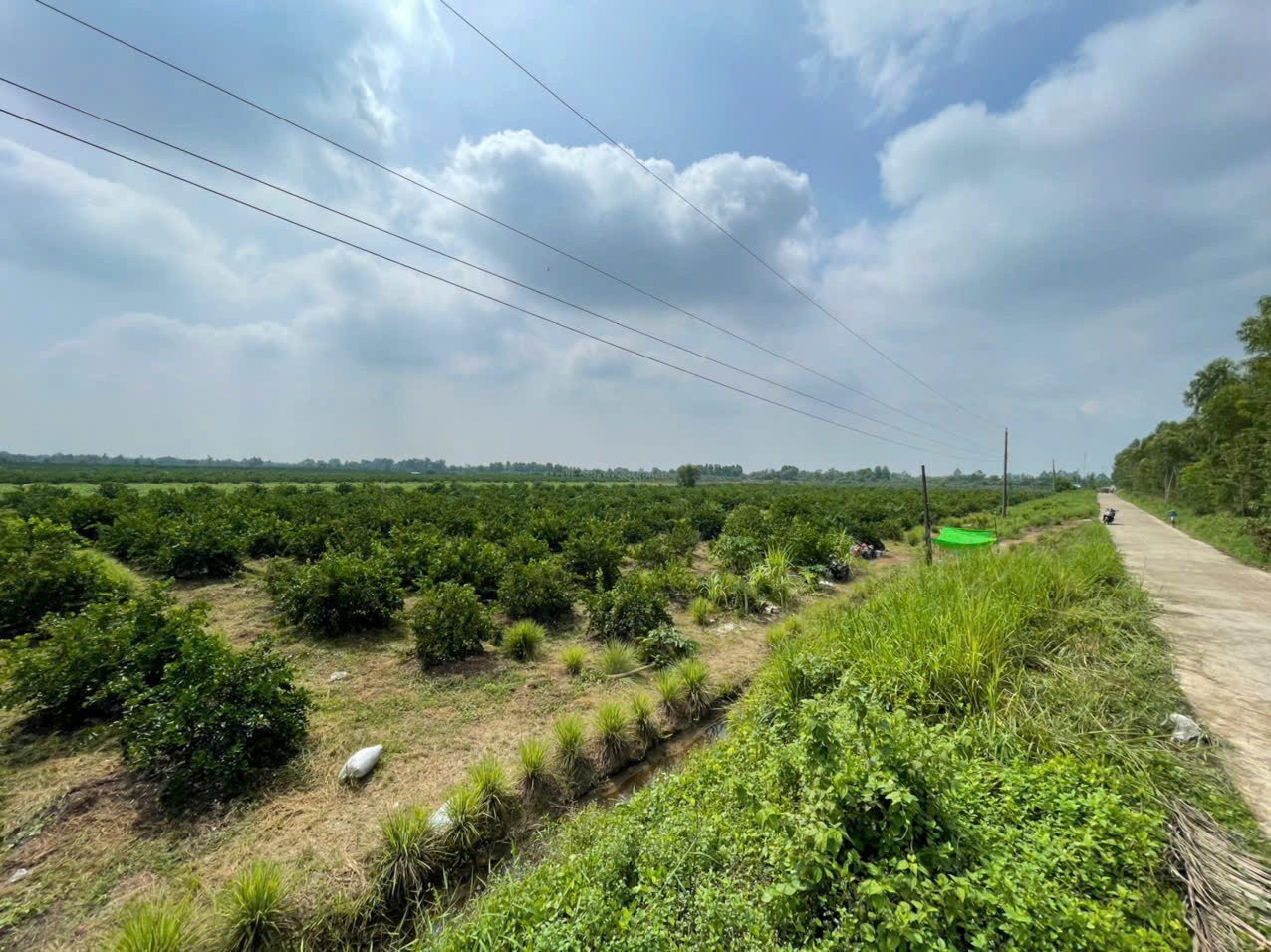 17200m2 đất vườn xã Tân Hòa, Bến Lức , Long An 3