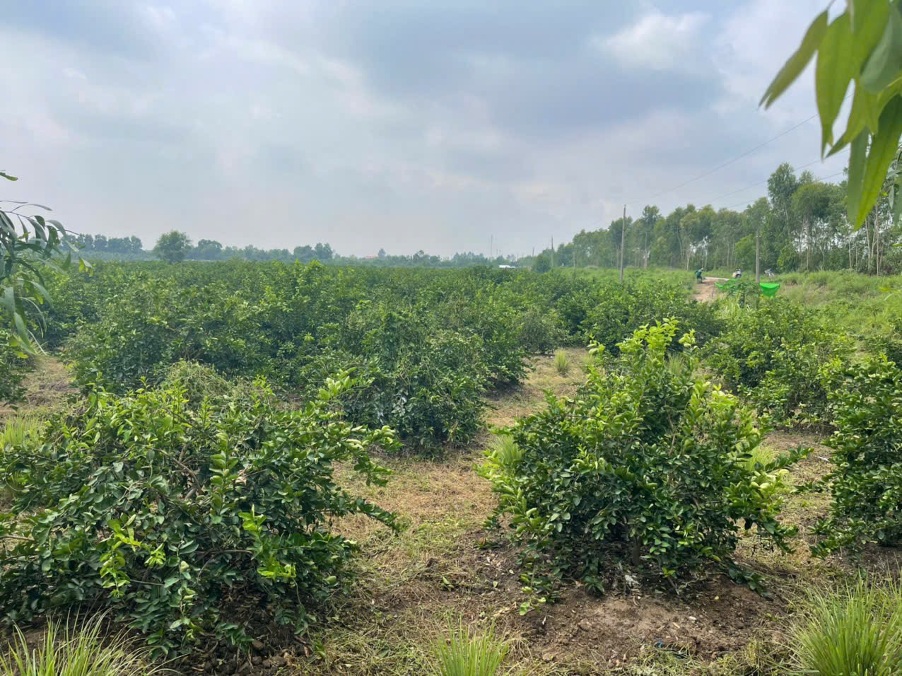 17200m2 đất vườn xã Tân Hòa, Bến Lức , Long An 6