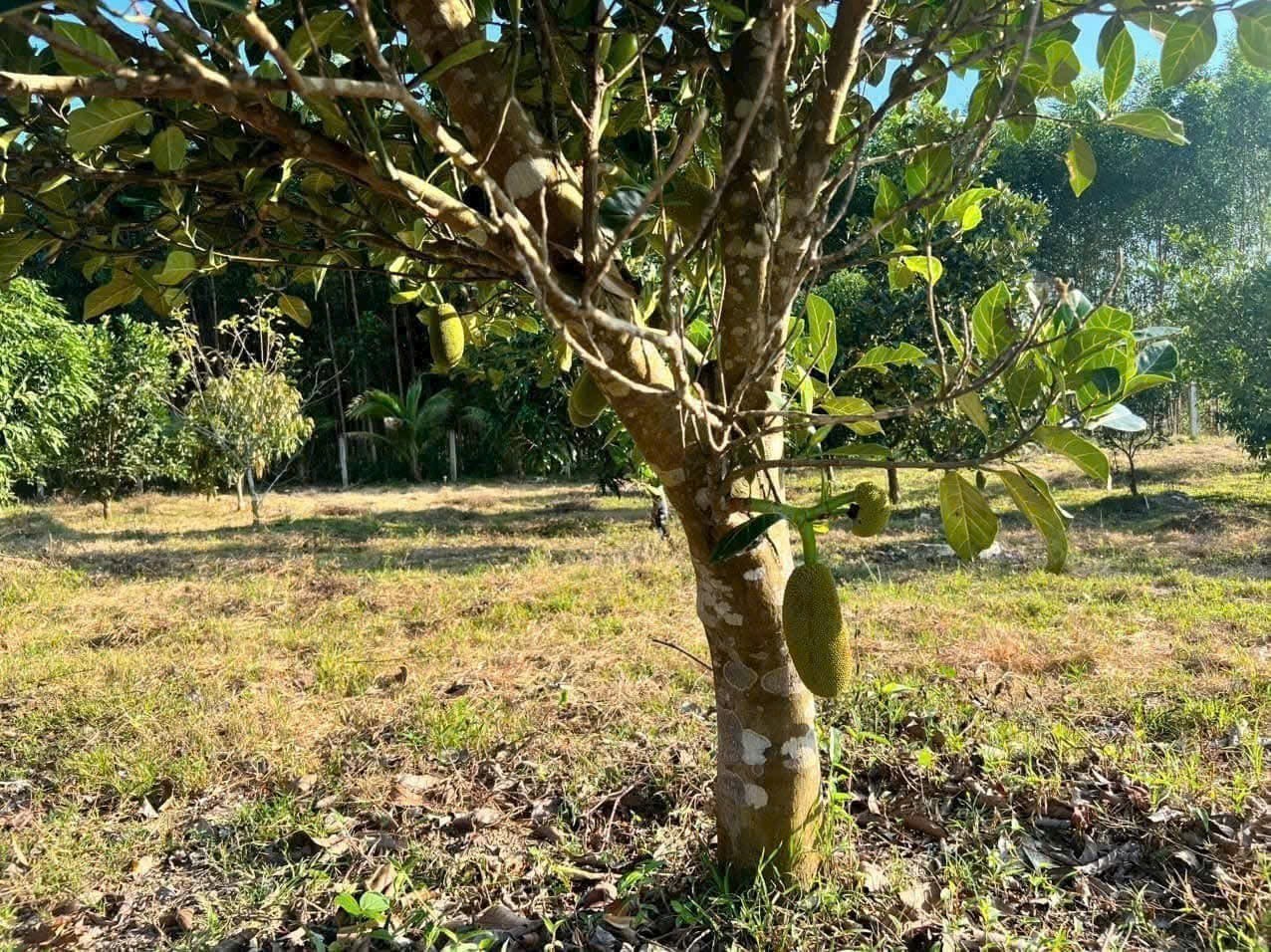 Bán vườn cây trái tại Xã Diên Đồng đường bê tông ô tô tận nơi 6