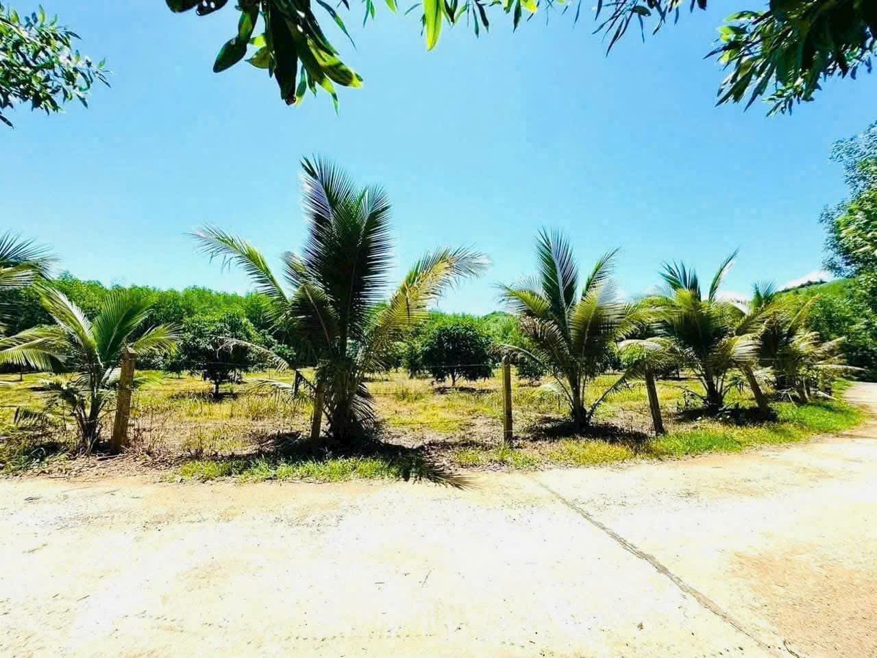 Bán vườn cây trái tại Xã Diên Đồng đường bê tông ô tô tận nơi 7