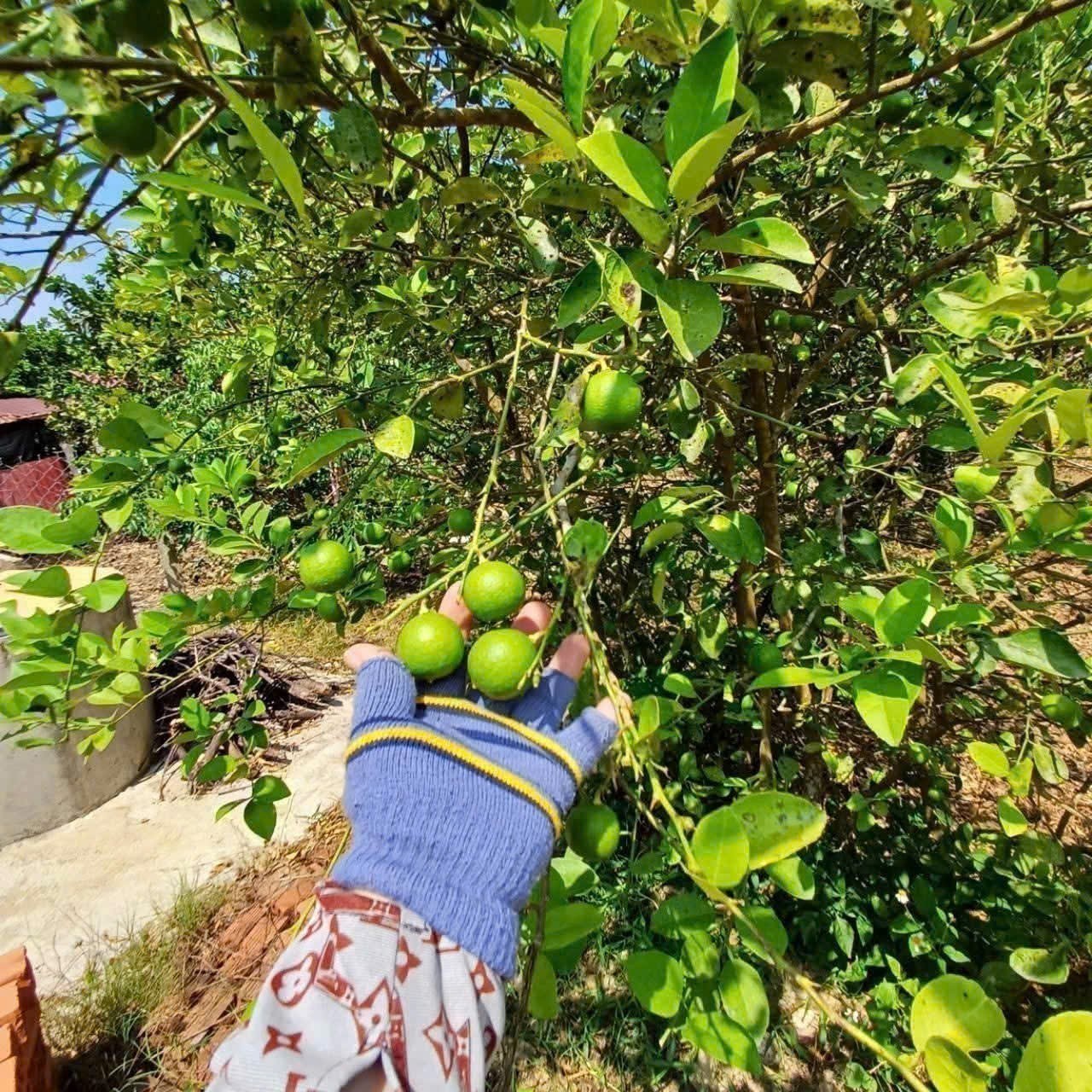 Bán nhà vườn Khánh Đông gần Tỉnh Lộ 8 tặng vườn cây trái sum suê phù hợp đầu tư nghỉ dưỡng 2