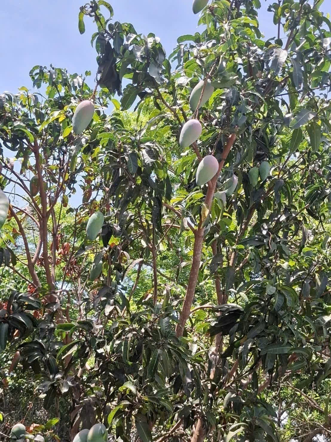Bán nhà vườn Khánh Đông gần Tỉnh Lộ 8 tặng vườn cây trái sum suê phù hợp đầu tư nghỉ dưỡng 9