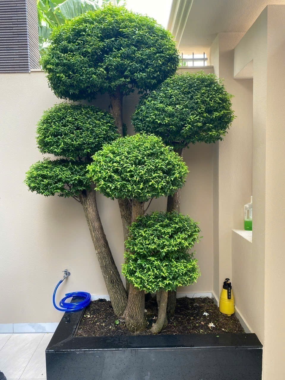 Cho thuê Nhà mặt tiền Phường Bình Trưng Đông, Quận 2, Diện tích 108m², Giá 30 Triệu/tháng 2
