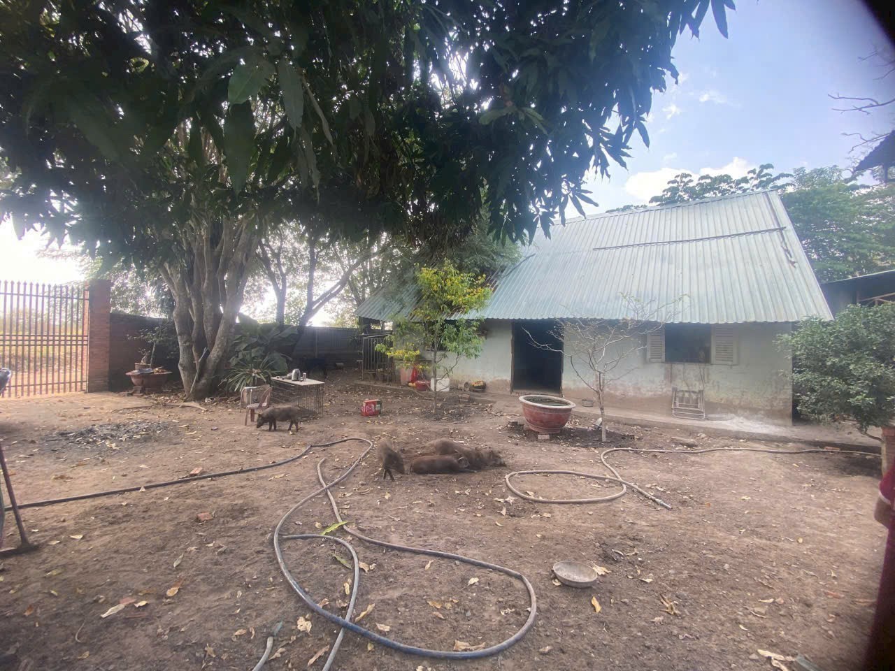 Bán nhà vườn xã Phú Hòa Đông tdt 1500m2 chưa thổ giá 3,8 tỷ 5