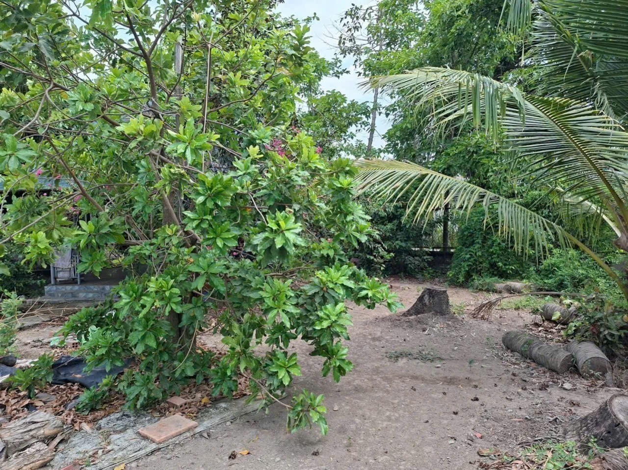 Bán nhà vườn xã Bình Tịnh, Tân Trụ dt 4000m2 ( 1582m2 thổ ) giá 5,5 tỷ