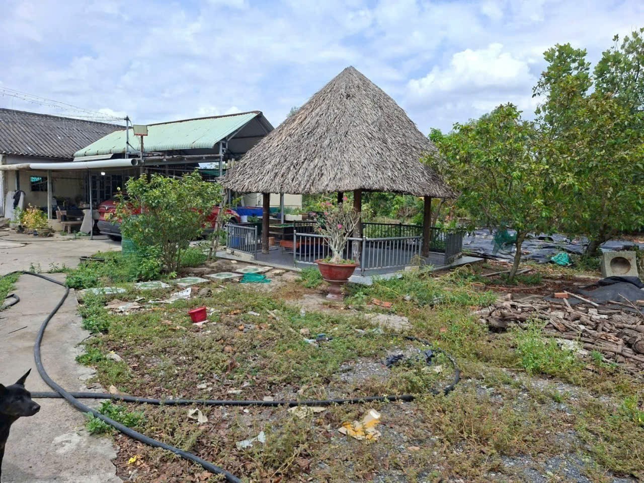 Bán nhà vườn xã Bình Tịnh, Tân Trụ dt 4000m2 ( 1582m2 thổ ) giá 5,5 tỷ 5