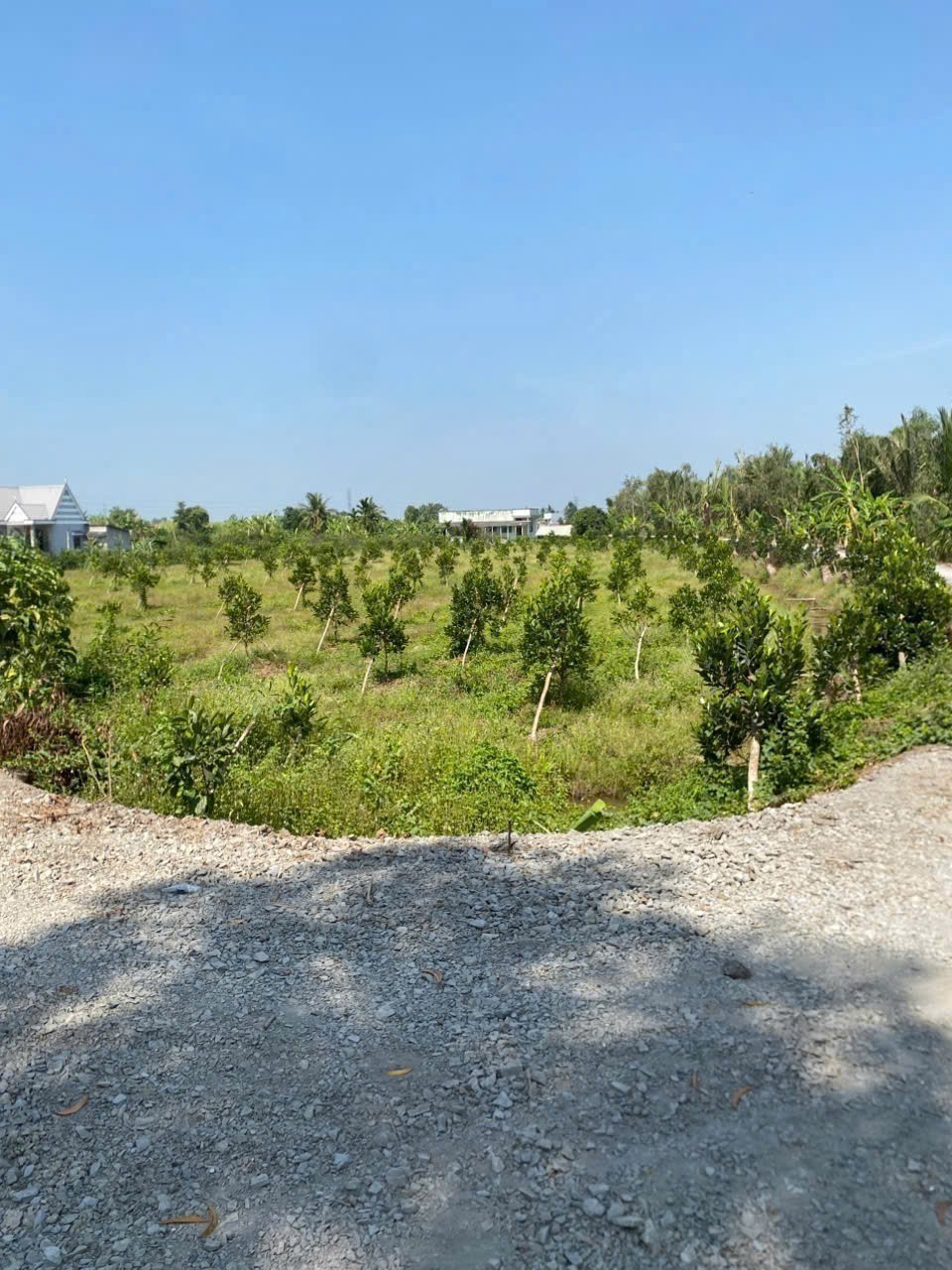 Bán đất vườn view sông Vàm Cỏ Đông , xã Thạnh Hòa, Bến Lức dt 1000m2 giá 1,55 tỷ 2