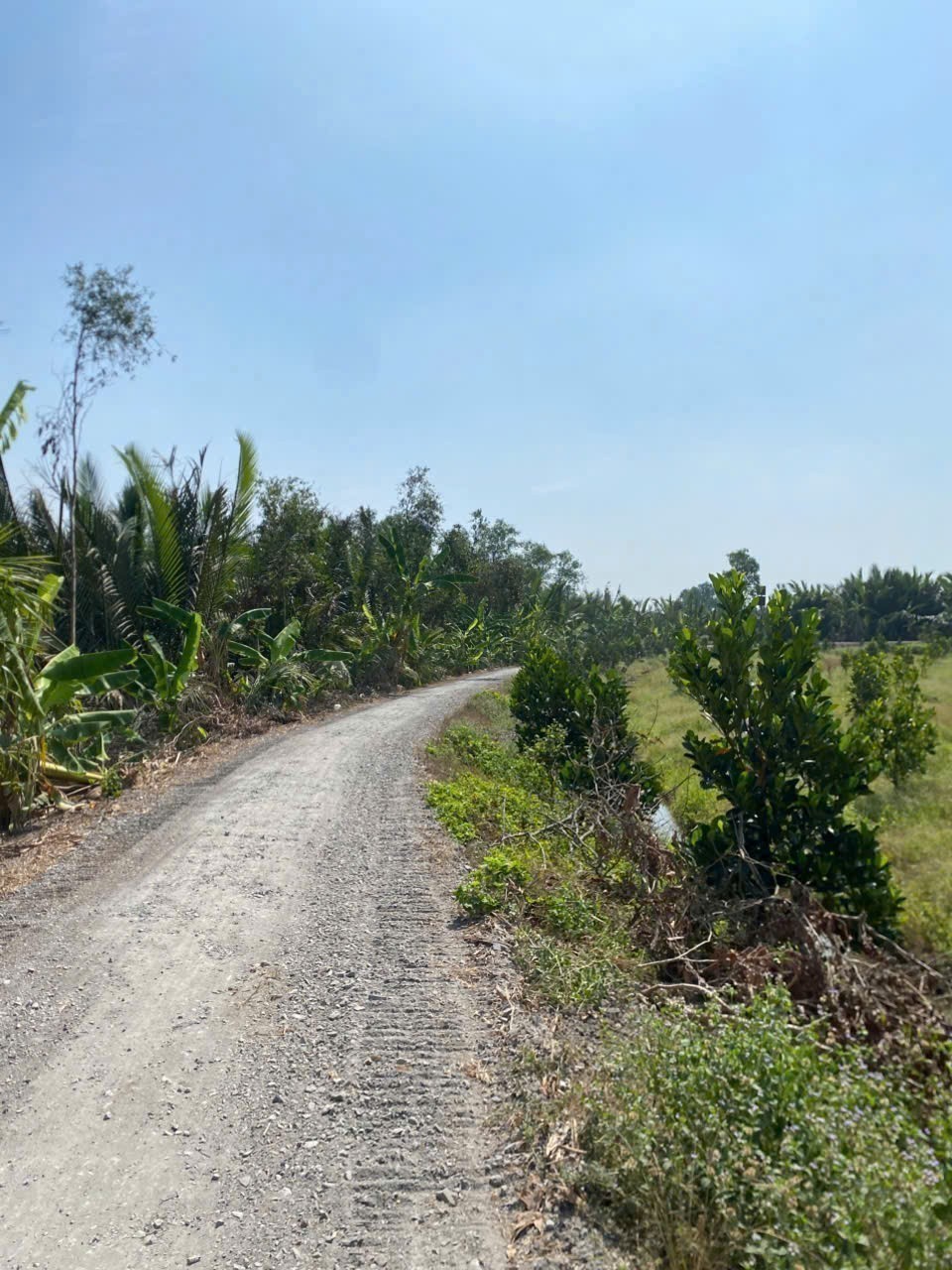 Bán đất vườn view sông Vàm Cỏ Đông , xã Thạnh Hòa, Bến Lức dt 1000m2 giá 1,55 tỷ 4