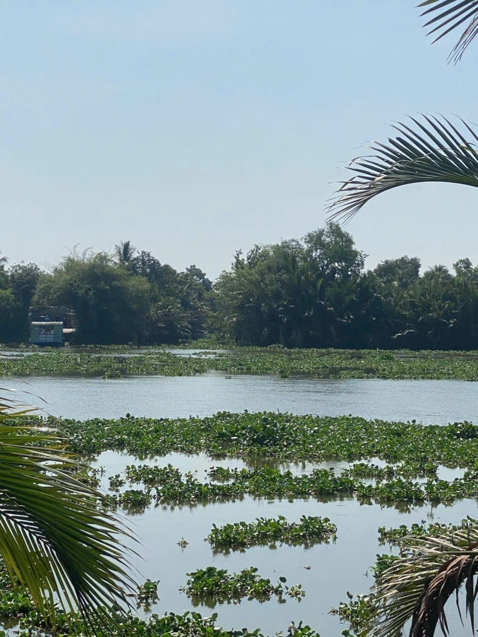 Bán đất vườn view sông Vàm Cỏ Đông , xã Thạnh Hòa, Bến Lức dt 1000m2 giá 1,55 tỷ 6