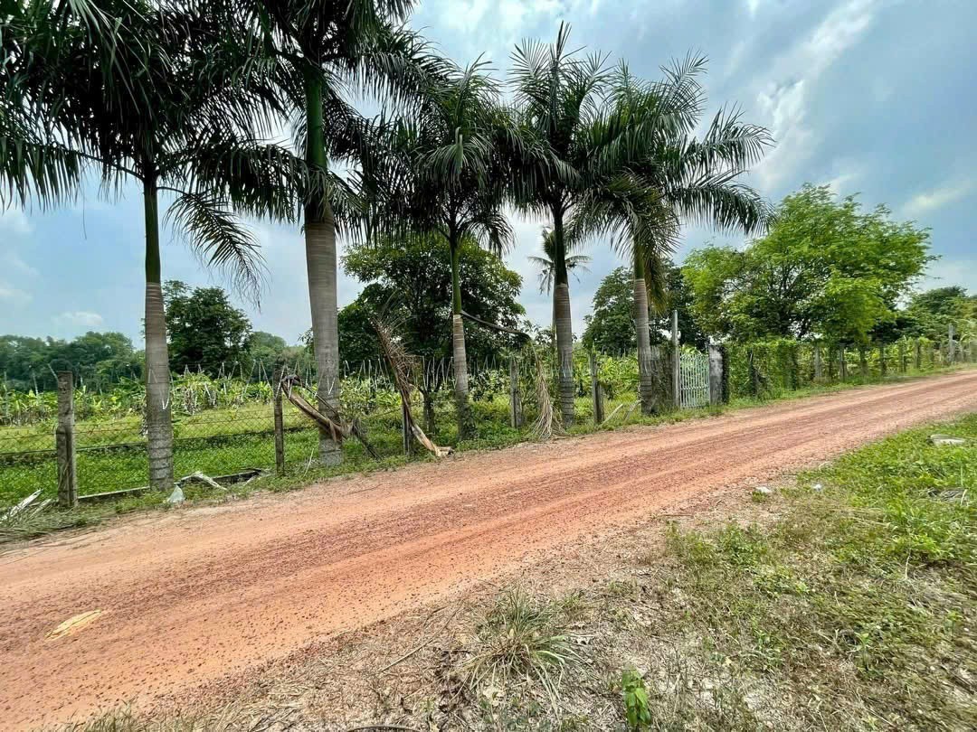Bán đất ven sông Sài Gòn xã An Phúm Củ Chi tdt 2886m2 ( 95m2 thổ) giá 5,5 tỷ 2