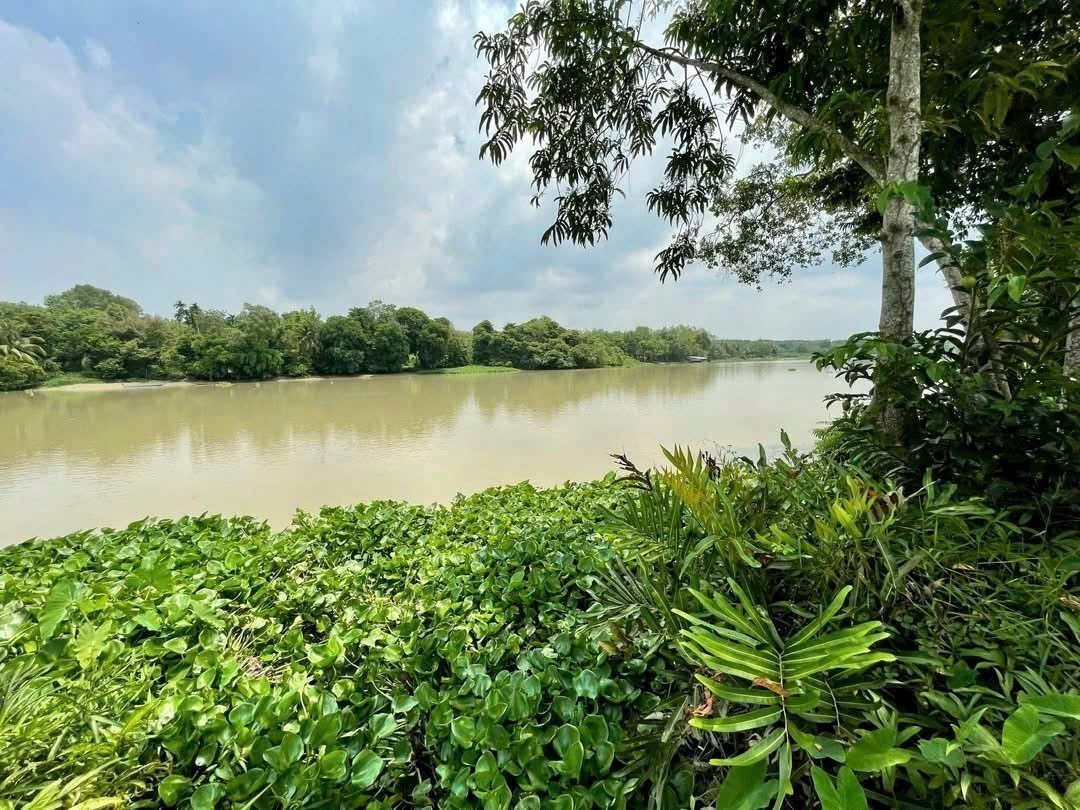 Bán đất ven sông Sài Gòn xã An Phúm Củ Chi tdt 2886m2 ( 95m2 thổ) giá 5,5 tỷ 3