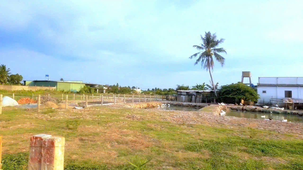 Bán đất vườn view kênh giá rẻ xã Đức Tân, huyện Tân Trụ dt 500m2 giá 400 triệu 4