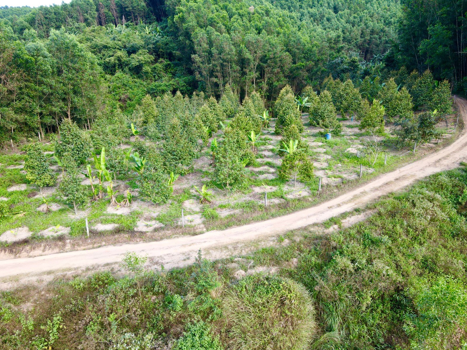 Vườn Sầu Riêng Diên Tân - Diên Khánh cách hồ Cây Sung chỉ 500m 2