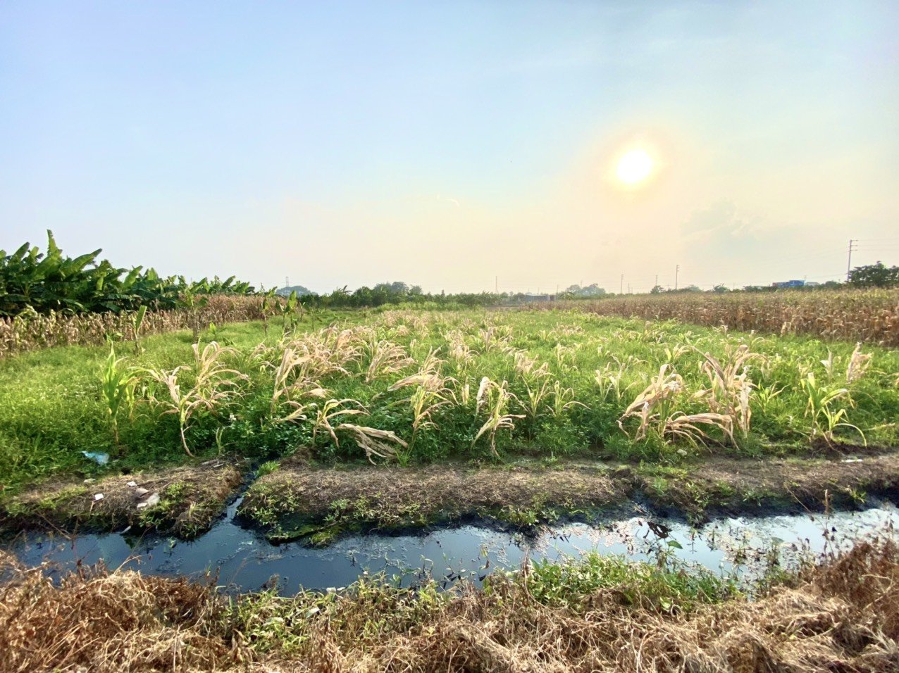 Đất vườn 50 năm tại Sài Sơn, DT: 660m, MT:17m, ngõ thông, ô tô vào đất. Giá nhỉnh tỷ 1