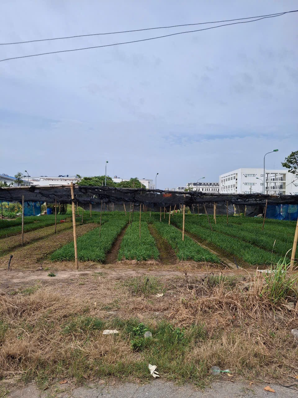 chính chủ cần bán lô đất dịch vụ tây tựu,bắc từ liêm, 80m2, hai mặt đường trước sau,view công viên 2