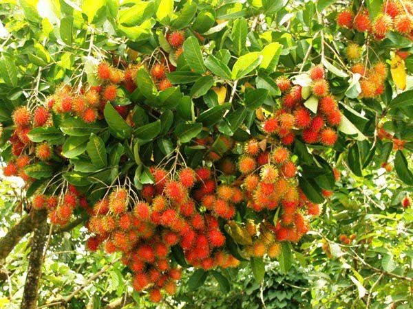 Cần bán Đất Đất Đỏ, Bà Rịa Vũng Tàu, Diện tích 900m², Giá Thương lượng 6