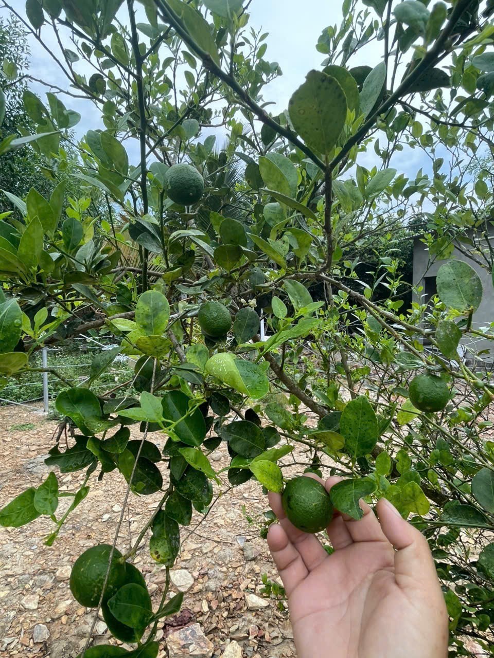 Bán căn nhà vườn Diên Đồng trong khu dân cư đông đúc - đường thông ngay sau lưng nhà văn hoá thôn 10