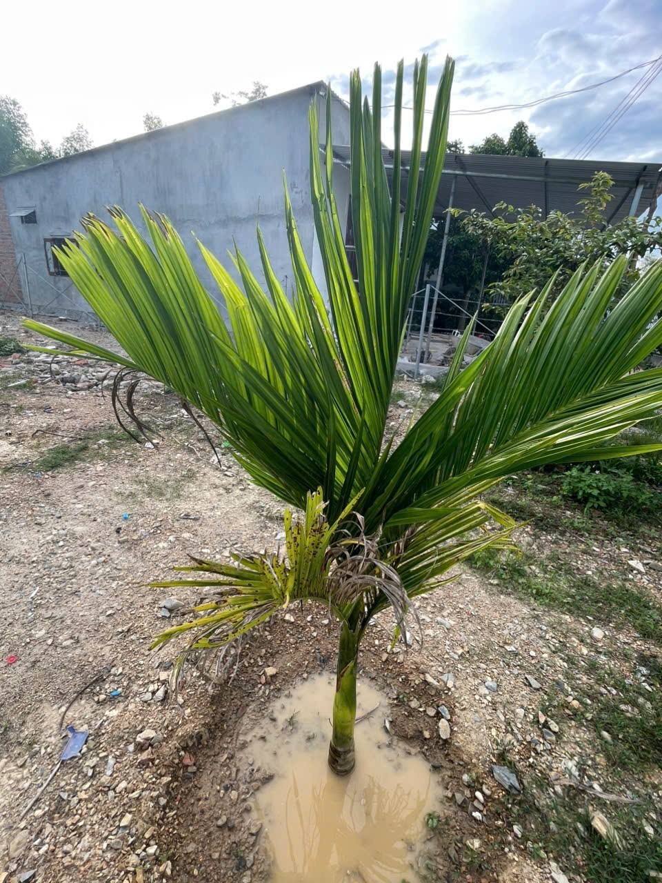 Bán căn nhà vườn Diên Đồng trong khu dân cư đông đúc - đường thông ngay sau lưng nhà văn hoá thôn 17