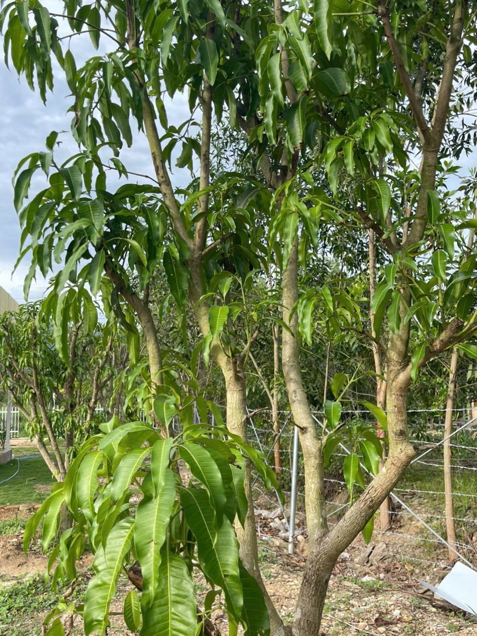 Bán căn nhà vườn Diên Đồng trong khu dân cư đông đúc - đường thông ngay sau lưng nhà văn hoá thôn 20