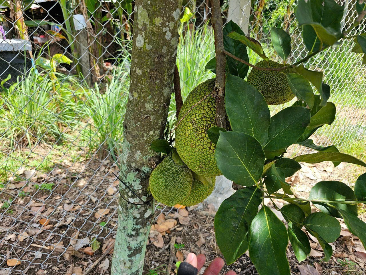 Bán đất Diên Thọ giá rẻ thôn Phước Lương ngay trung tâm xã 6