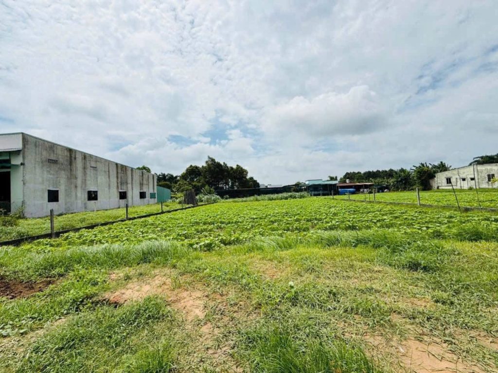 Cần bán Đất Xã Tân Thông Hội, Củ Chi, Diện tích 156m², Giá 600 Triệu 3