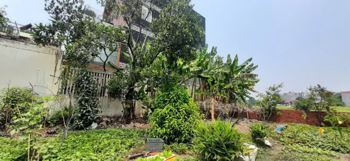 ĐẤT FULL THỔ CƯ THỚI TAM THÔN, HÓC MÔN – GẦN TÔ KÝ, ĐƯỜNG Ô TÔ GIÁ 6.5 TỶ 3
