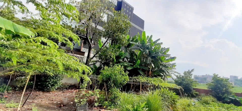 ĐẤT FULL THỔ CƯ THỚI TAM THÔN, HÓC MÔN – GẦN TÔ KÝ, ĐƯỜNG Ô TÔ GIÁ 6.5 TỶ 4