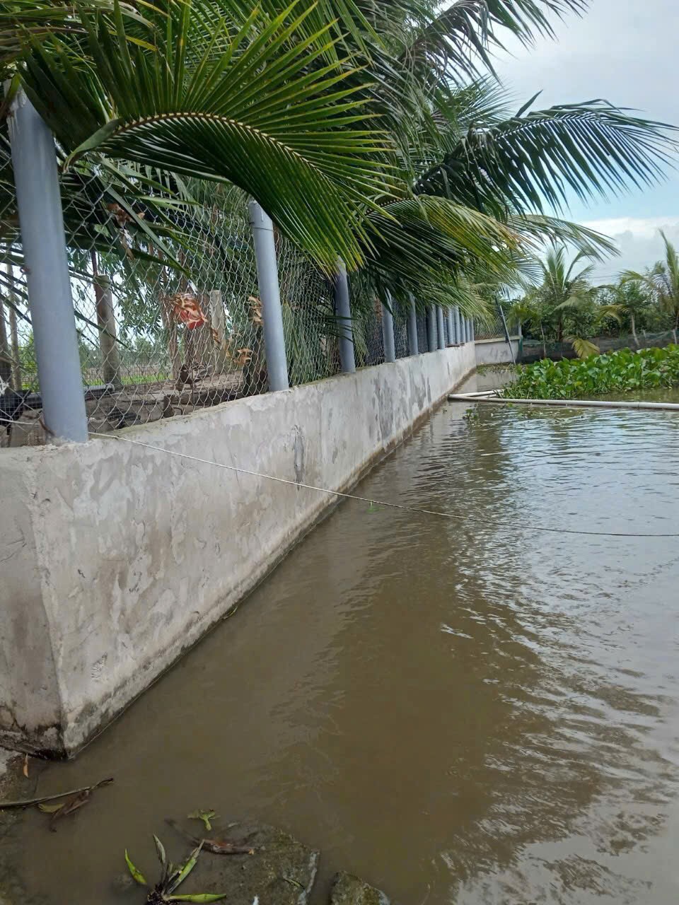 3500m2 đất vườn xã Hòa Khánh Tây, Đức Hòa giá 3,8 tỷ 7
