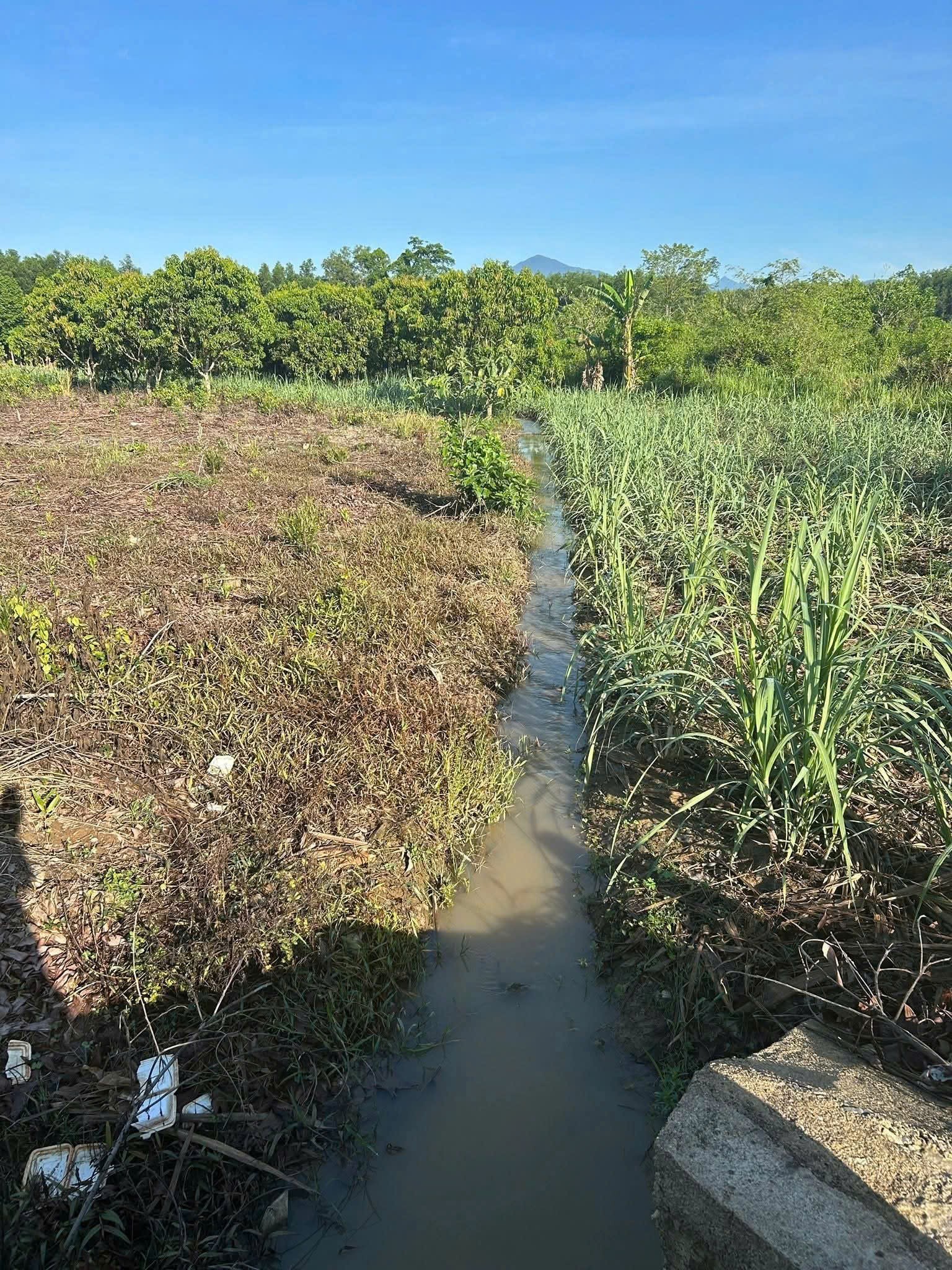 Bán đất vườn Diên Đồng giá rẻ gần khu dân cư đường bê tông ô tô tận nơi 7