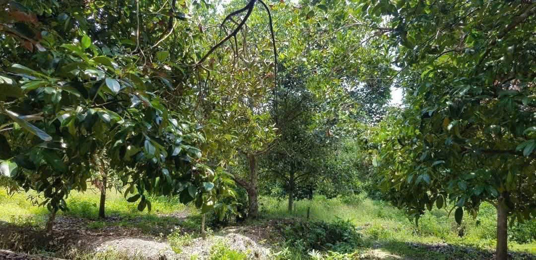SIÊU PHẨM ĐẤT KHU DÂN CƯ – TRUNG AN, CỦ CHI – QUY MÔ KHỦNG HIẾM CÓ 3