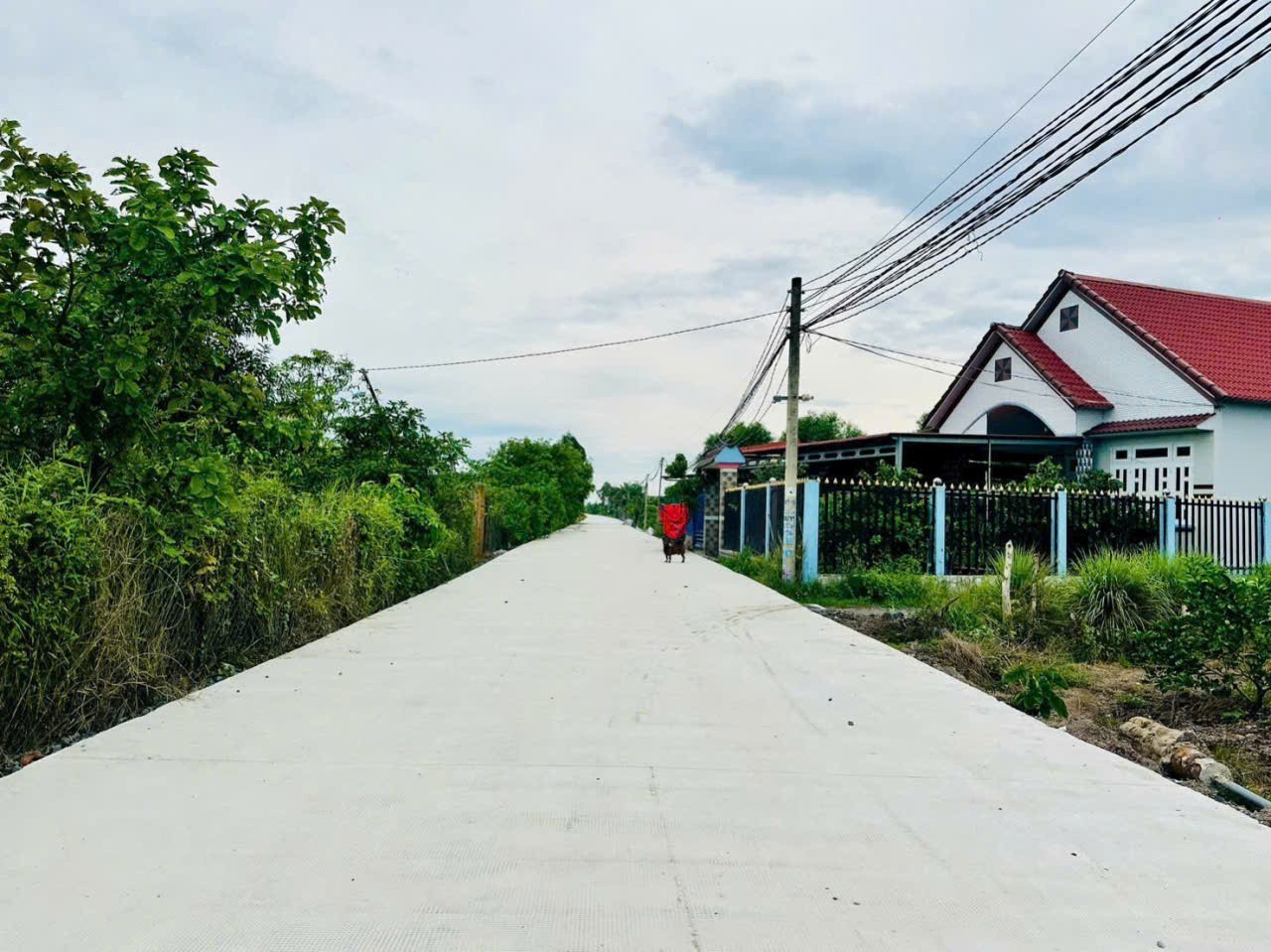 Bán 3 lô đất vườn đường Năm Liệt, xã Thạnh Hòa dt 500-1000m2 giá 760tr - 1,35 tỷ 4