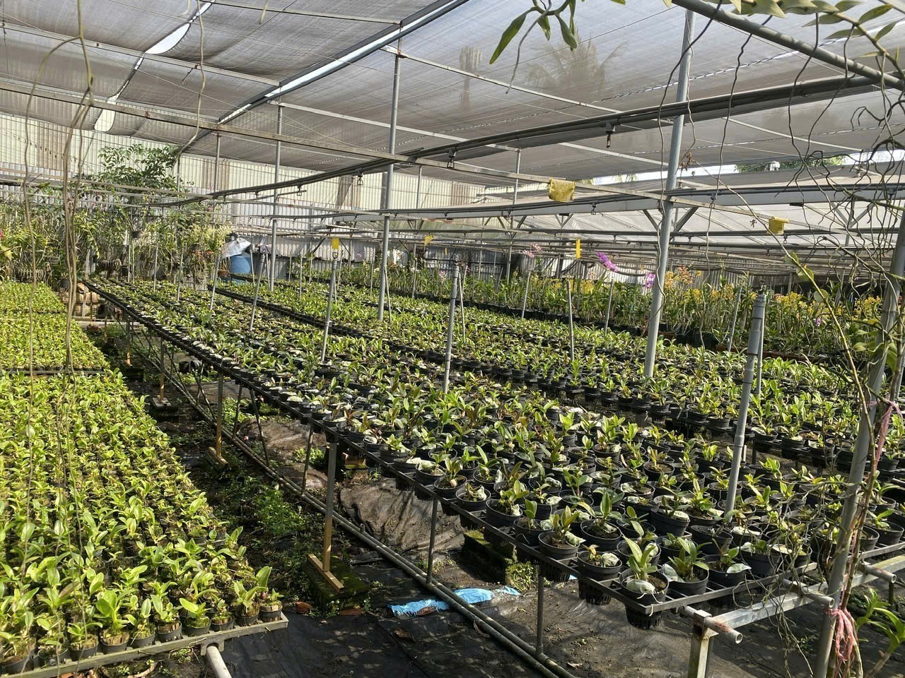 Cho thuê Đất Phường Phú Hữu, Quận 9, Diện tích 200m², Giá Thương lượng 11