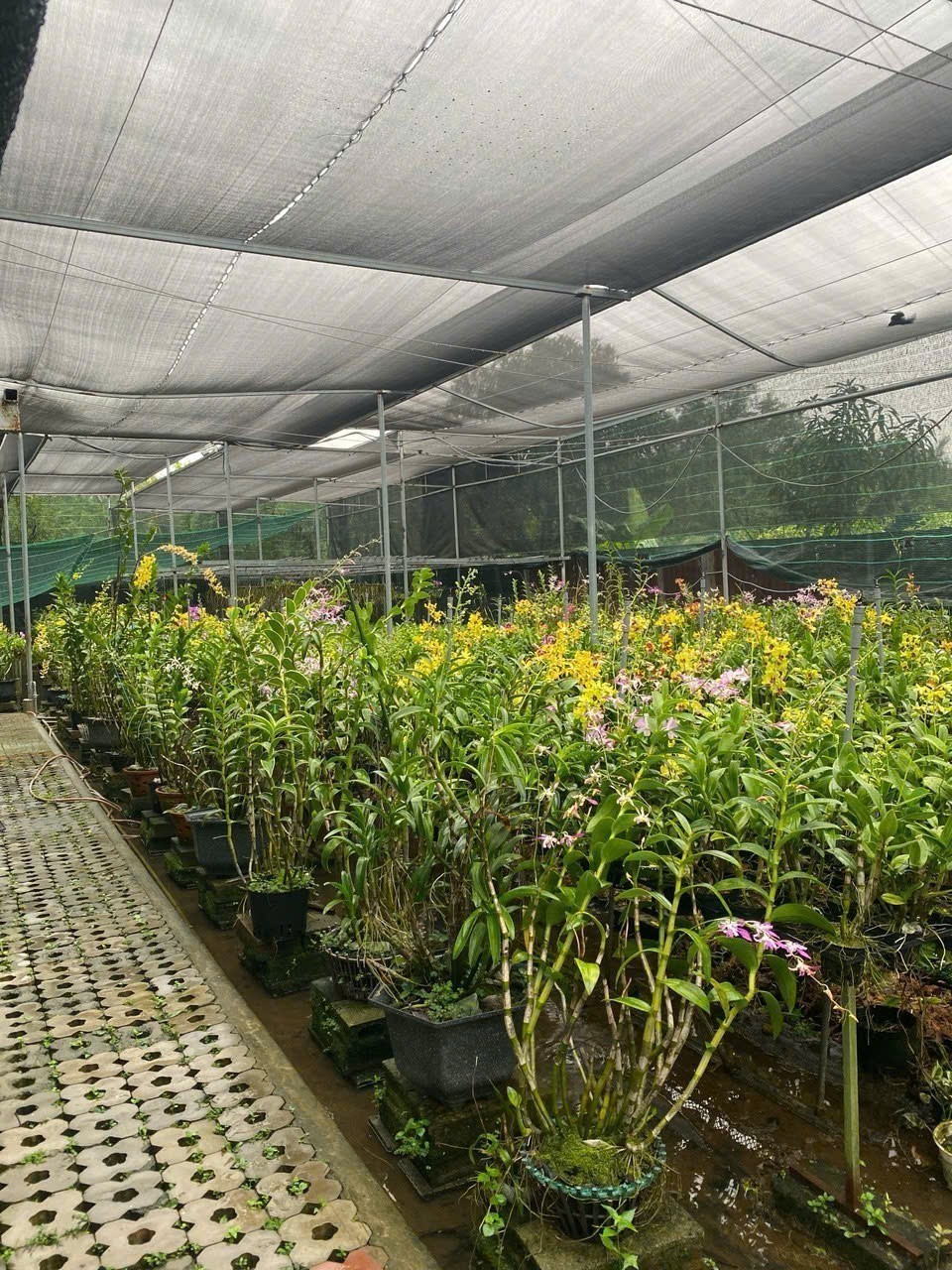 Cho thuê Đất Phường Phú Hữu, Quận 9, Diện tích 200m², Giá Thương lượng 12