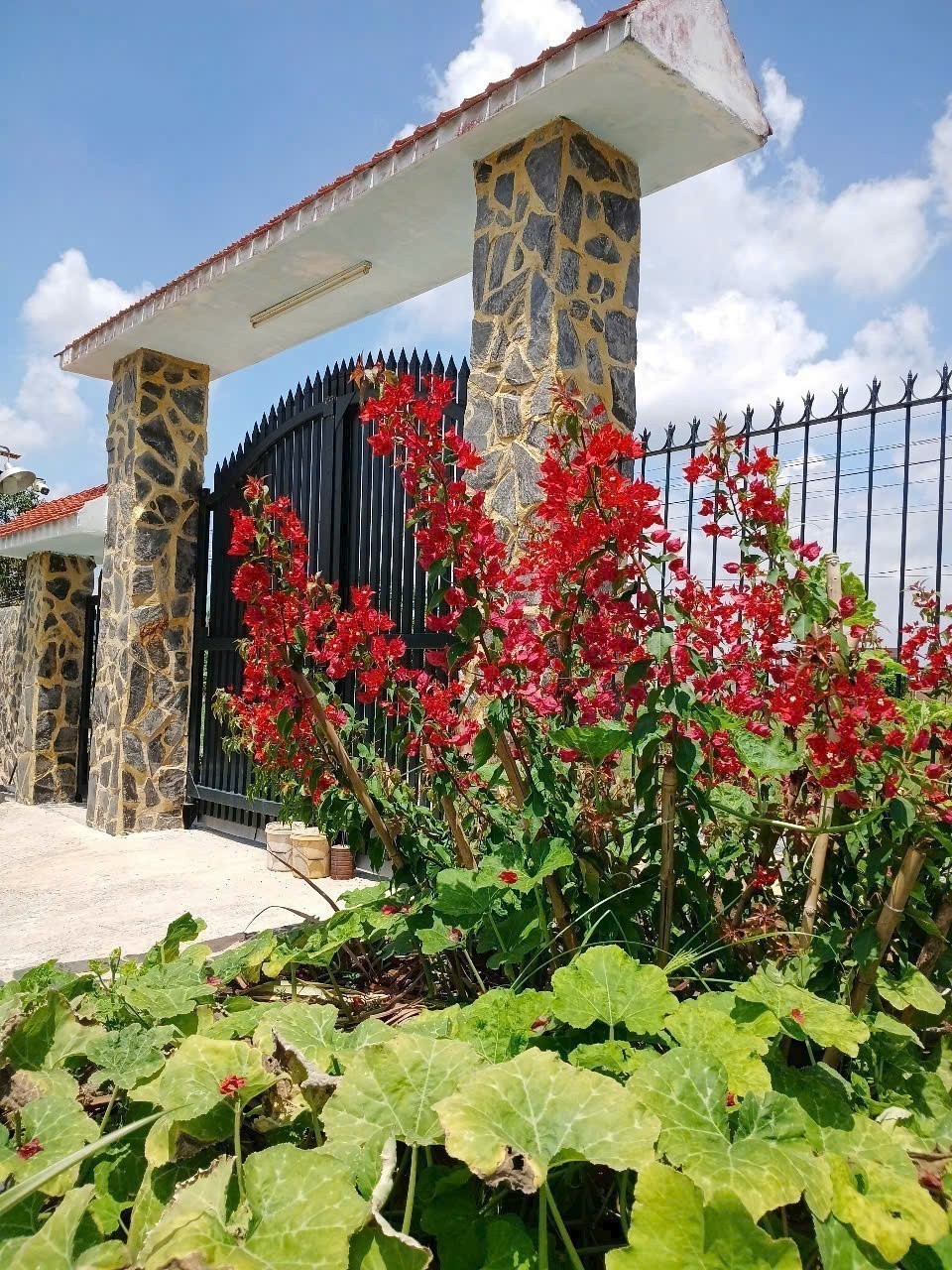 Bán nhà vườn thị trấn Hậu Nghĩa tdt 875m2 ( 200m2 thổ ) giá 6,8 tỷ 2