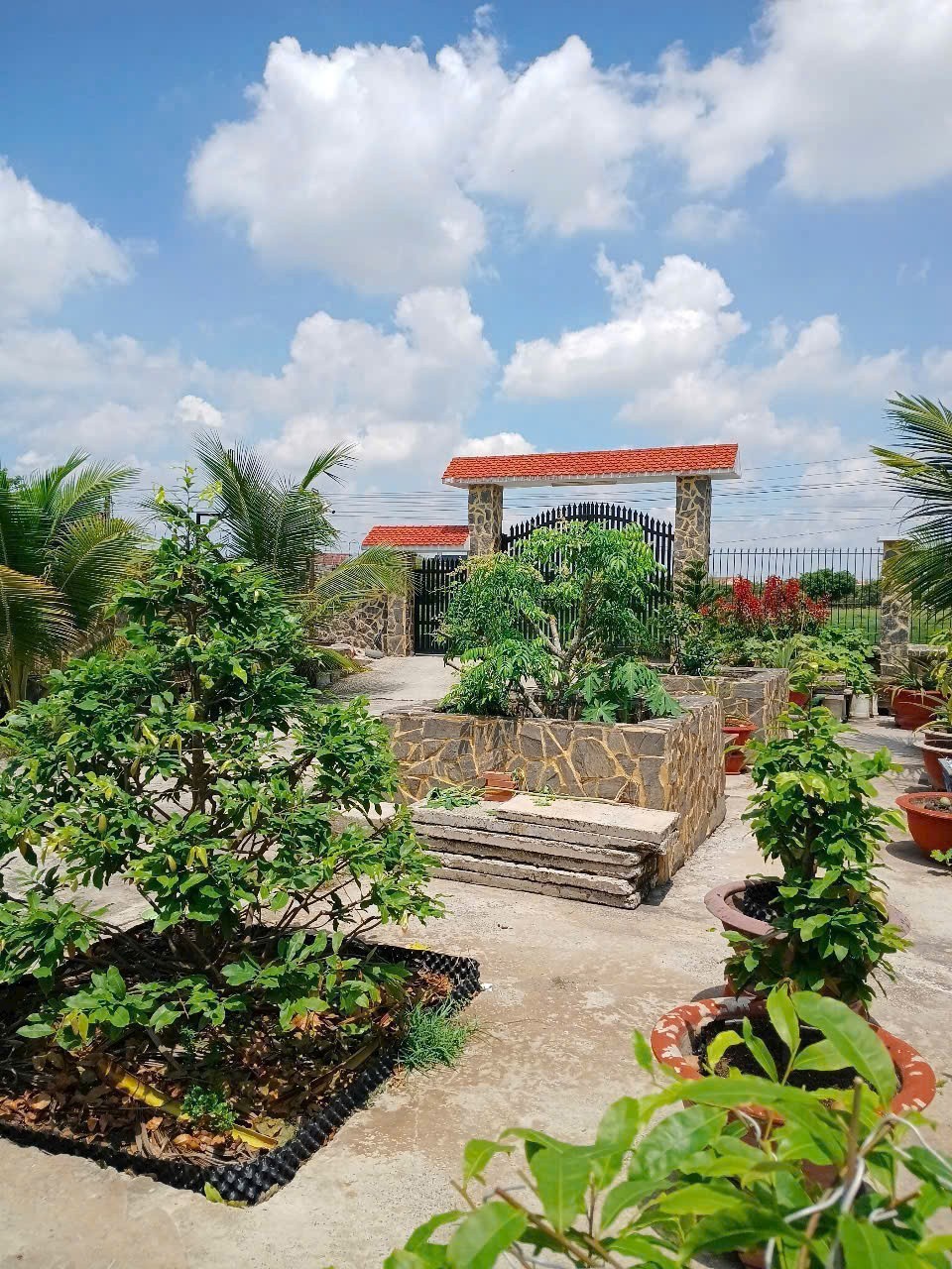 Bán nhà vườn thị trấn Hậu Nghĩa tdt 875m2 ( 200m2 thổ ) giá 6,8 tỷ 3