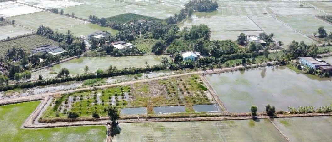 Bán đất mặt tiền kênh xã Tân Thành, Thủ Thừa dt 1000m2 (290m2 thổ) đường đá xanh oto giá 1,15 tỷ 4