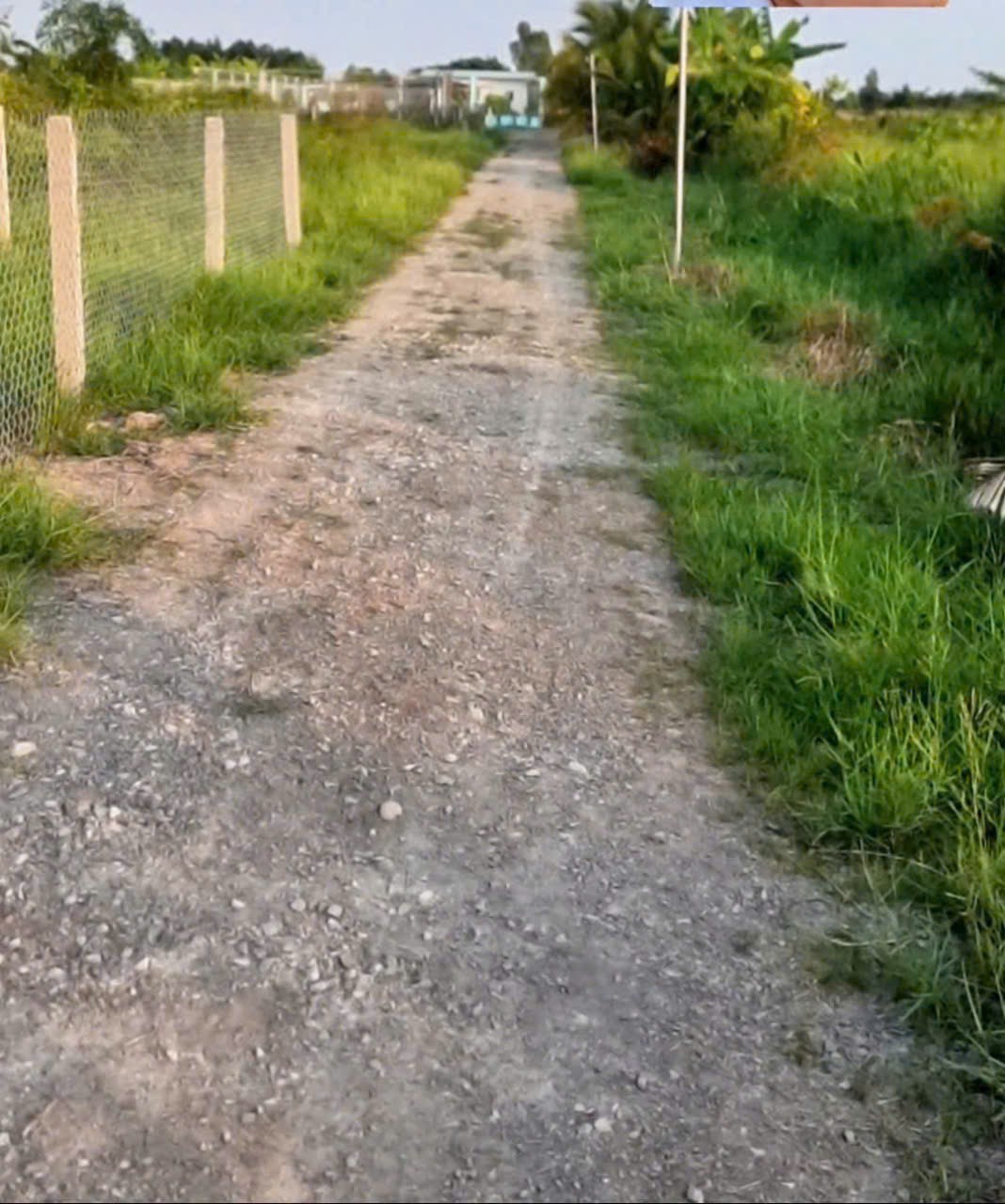 Bán đất vườn siêu đẹp đường oto xã Tân Thành, Thủ Thừa dt 1000m2 có rào bao quanh giá 680tr 4