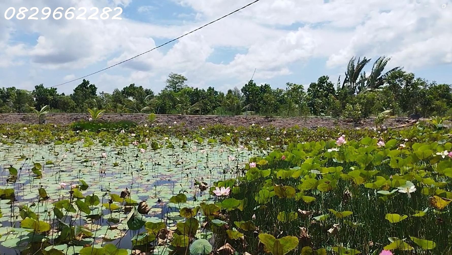 Bán Đất Vườn Cây Ăn Trái, Hòa Long, Đồng Tháp DT 44000m2, Giá 22 Tỷ, Sổ Hồng Chính Chủ. 4