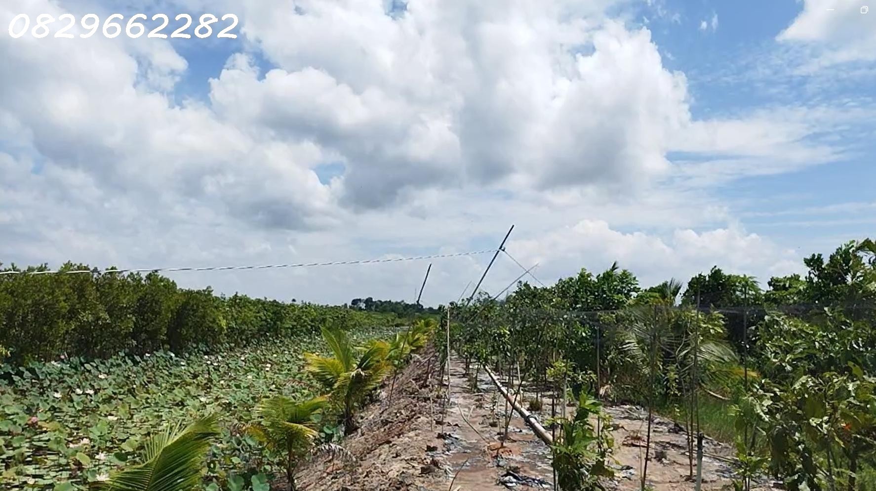 Bán Đất Vườn Cây Ăn Trái, Hòa Long, Đồng Tháp DT 44000m2, Giá 22 Tỷ, Sổ Hồng Chính Chủ. 5