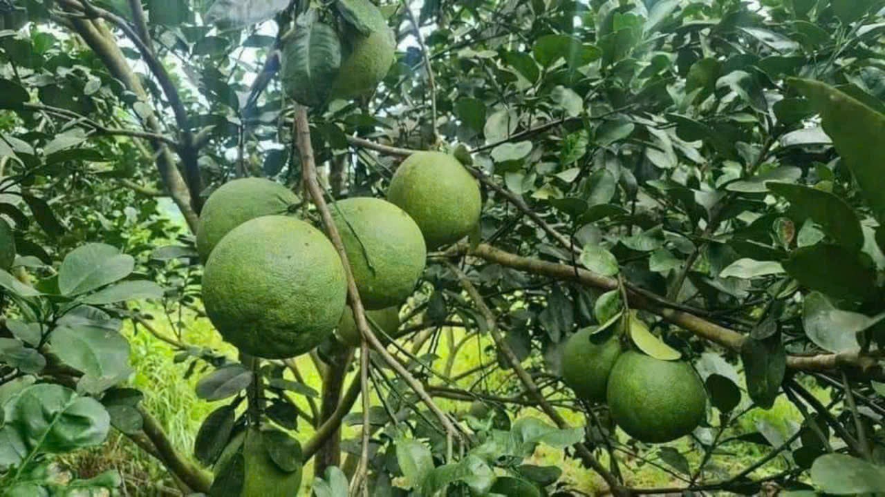 Bán vườn bưởi Khánh Thành full thổ cư cạnh bên suối - sát đường liên xã gần trường học 3