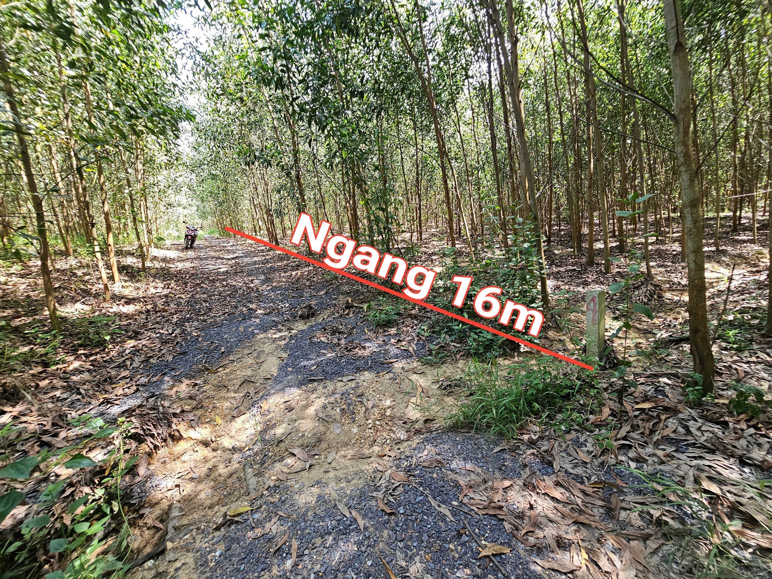 Bán đất vườn Diên Tân giá rẻ sát bên Hương Lộ 62 khu dân cư 6