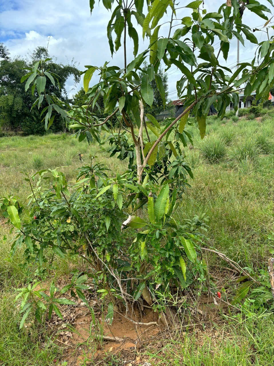 Bán lô góc Khánh Đông giá rẻ mặt tiền đường liên thôn - đầu tư phân lô 3
