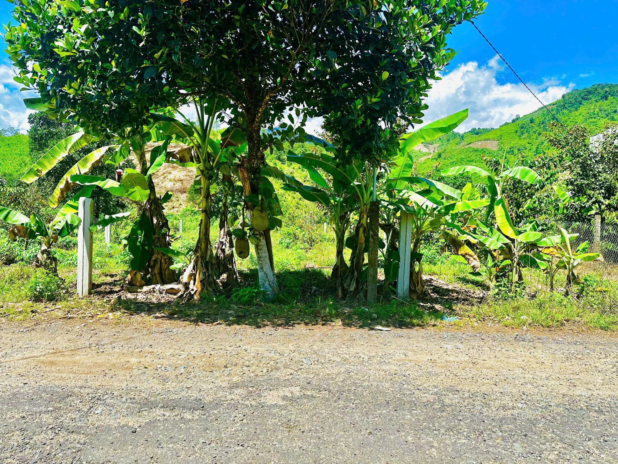 Bán đất Giang Ly đối diện khu nghỉ mát Suối Lách mặt tiền đường nhựa gần Quốc Lộ 27C 3