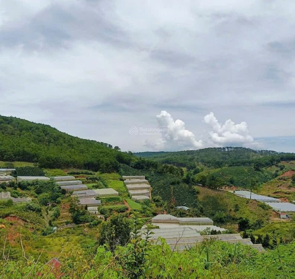 Cần tiền Bán gấp Đất Biệt Thự view đẹp tại Măng Ling, Đà Lạt 217m2 giá chốt chỉ 4.3 tỷ 3