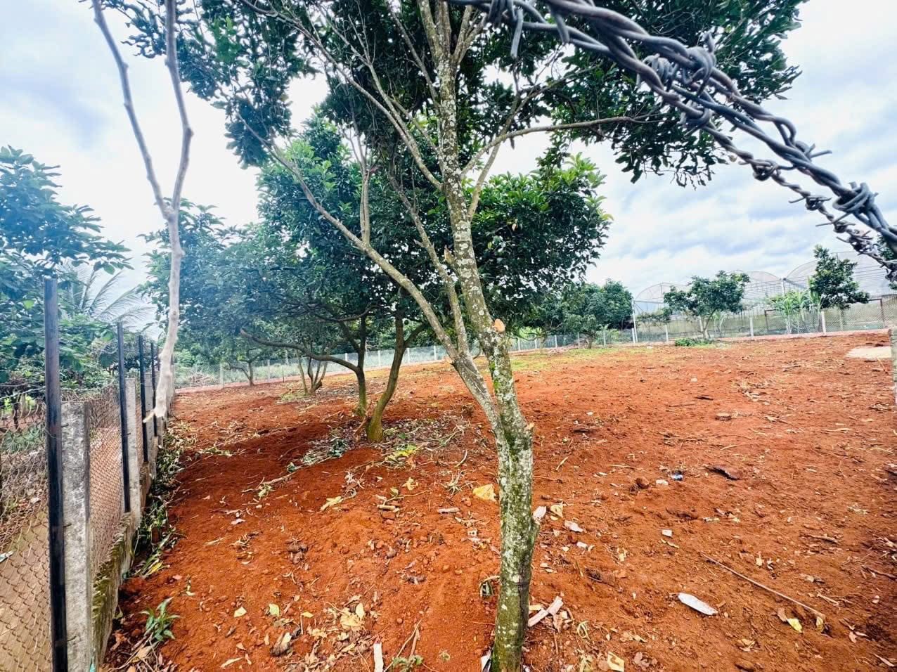 Cần Bán gấp Lô Đất nền Biệt Thự đẹp view thoáng tại Tà Nung - Phường Cam Ly, Đà Lạt 716m2 3