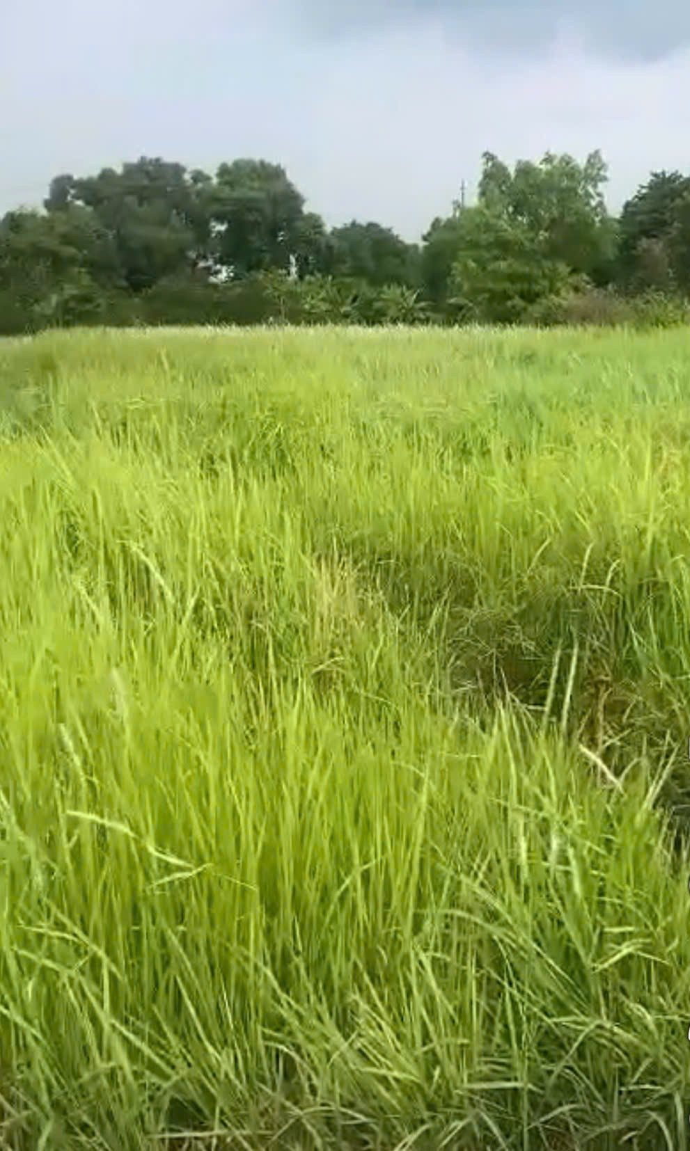 BÁN LÔ ĐẤT KHỦNG 1100M² – 1 SẸC NGẮN ĐỖ VĂN DẬY – ĐƯỜNG NHỰA XE HƠI 3